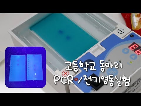 고등학교 동아리 PCR / 전기영동실험